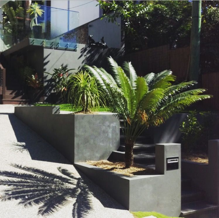 Grey rendered planter wall with a palm